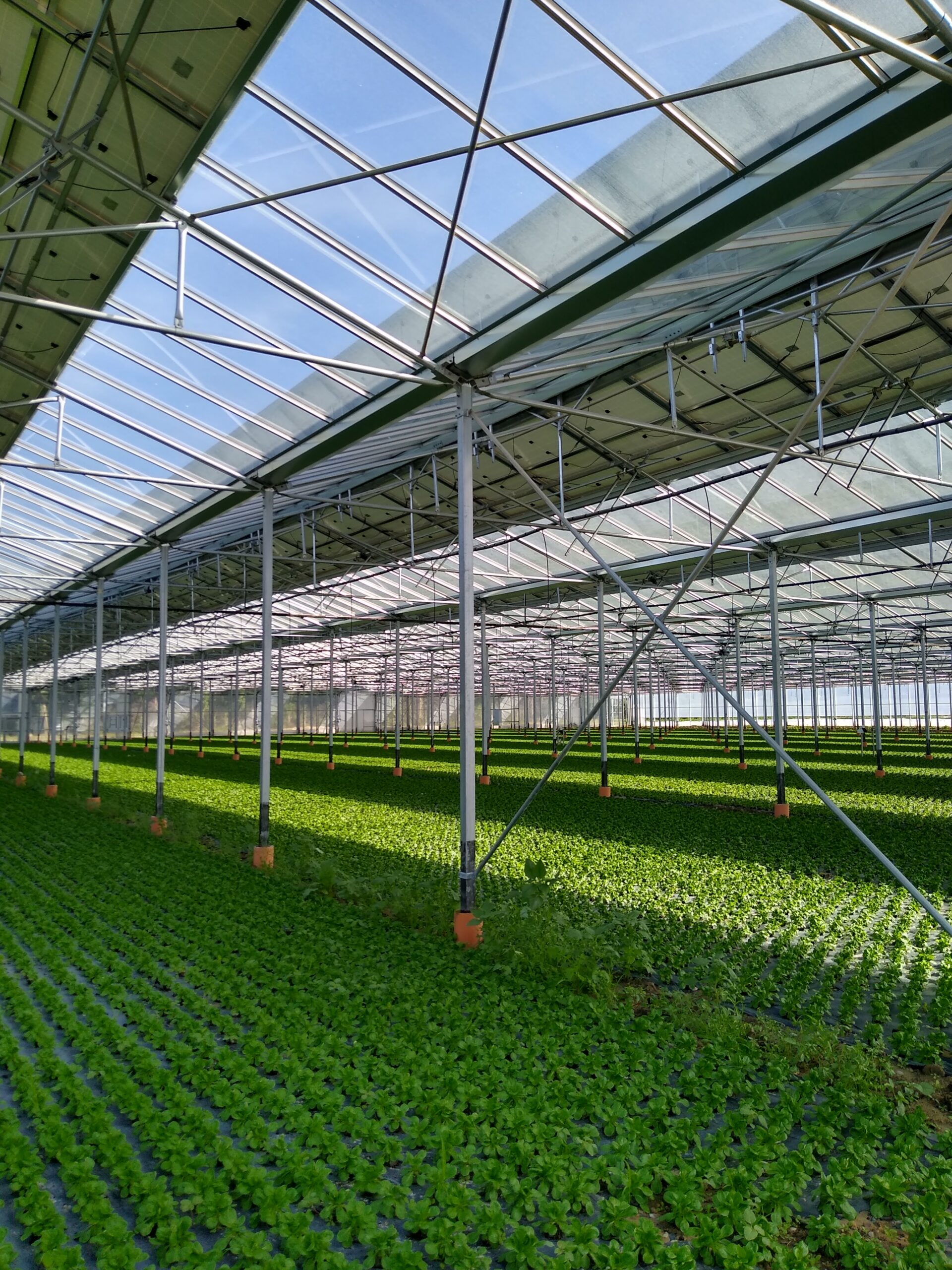 Serre photovoltaïque Agrivoltaïsme